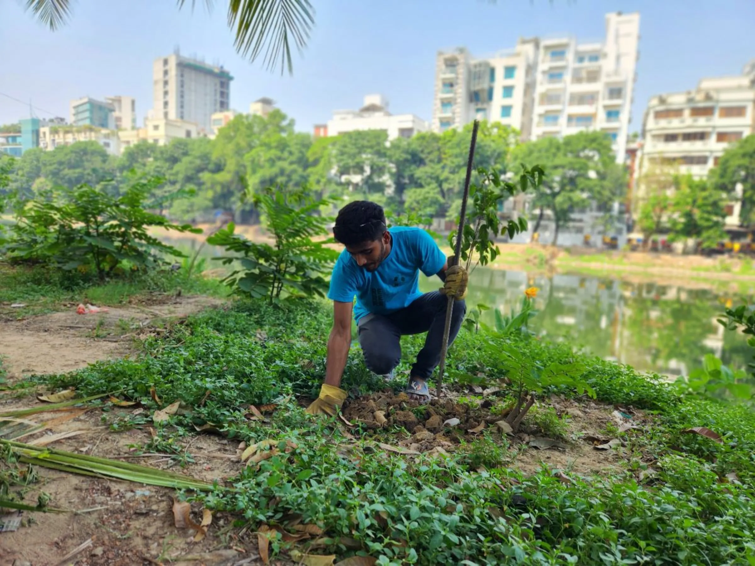 Tree Plantation